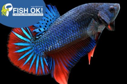 (FOKE023) BETTA SPL. MALES GIANT WILD
