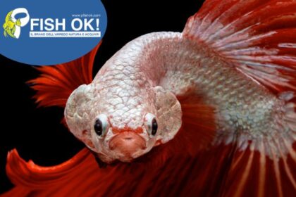 (FOKE028) BETTA SPL. MALES DRAGON