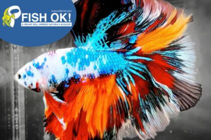 (FOKHM046) BETTA SPL. NEMO KOI HALF MOON