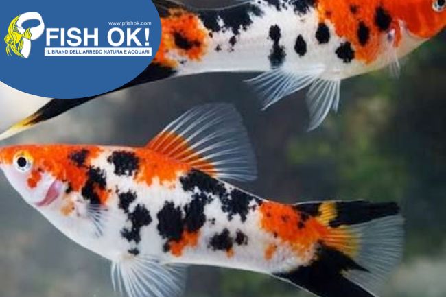 (FOKR022) XIPH HELLERI KOI 3 COLOR TH