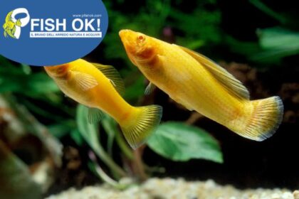 (FOKS003) SAILFIN MOLLY YELLOW TH