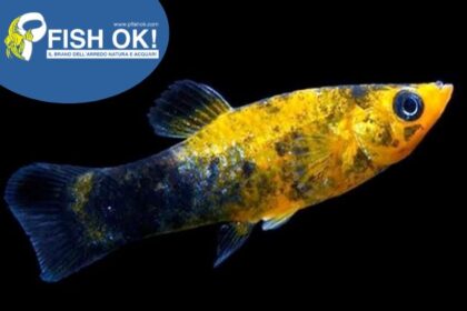 (FOKS011) SAILFIN MOLLY GOLD DUST ORANGE TH