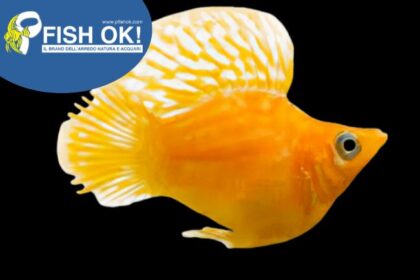 (FOKT004) P. SPH.BALLOON MOLLY GOLDEN
