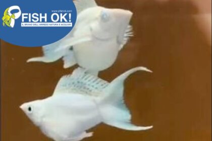 (FOKT019) P. SPH.BALLOON MOLLY SNOW WHITE