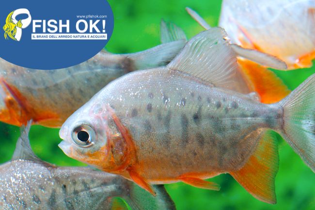 (FOKTS34) PIARACTUS B. RED PACU - FALSO PIRANHA