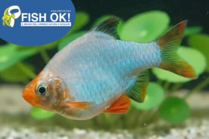 (FOK474) BARBUS TETRAZONA GREEN PLATINUM