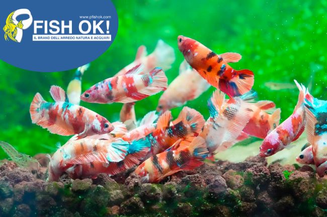 (FOK703) BETTA SPLENDENS FEMALES KOI