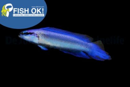 (FOKMD83450) PSEUDOCHROMIS INDIGO DOTTYBACK